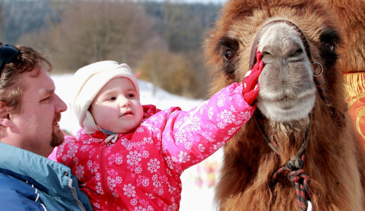 Na Lipno v sobotu dorazí velbloud Šajtan a lamák Otík