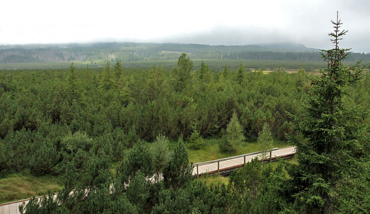 Jezerní slať na Šumavě