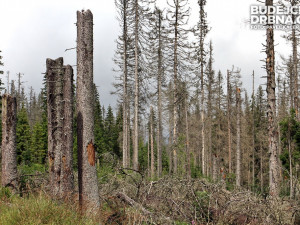 Kůrovcového dřeva padla na Šumavě polovina než předloni