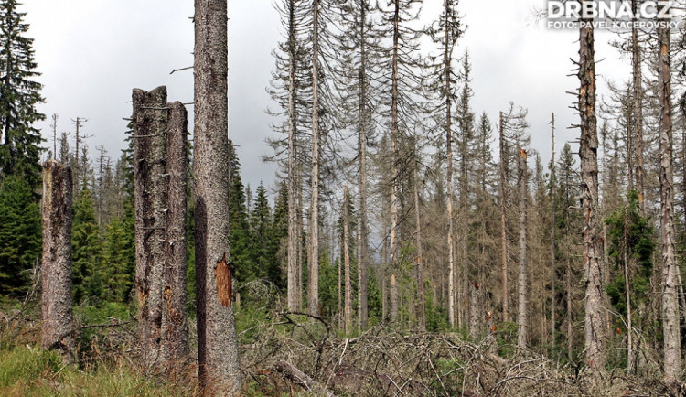 Kůrovcem zdecimované šumavské lesy nedaleko pramene Vltavy