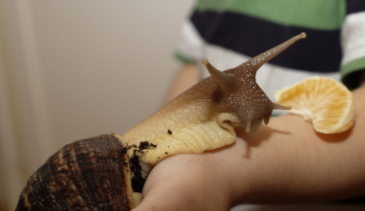 Achatina recitulata