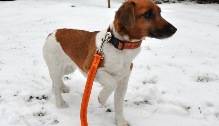 Utekly po hrozivé nehodě na železničním přejezdu. Jednu fenku se již podařilo nalézt