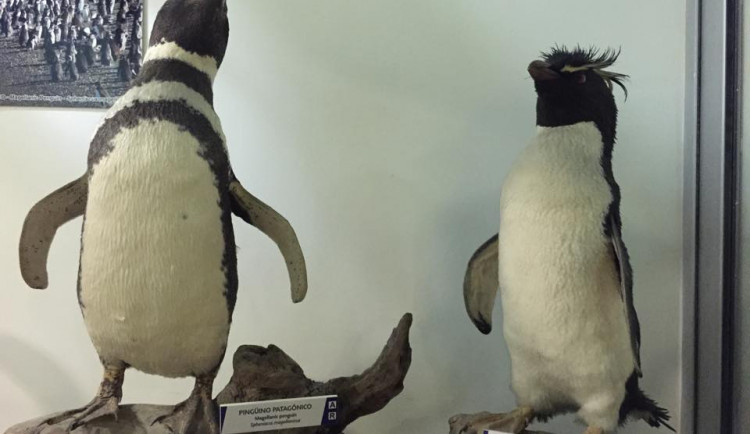 Tučňáci z Ushuaii