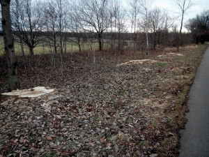 Vzrostlé stromy u hráze Vltavy byly pokáceny z důvodu bezpečnosti