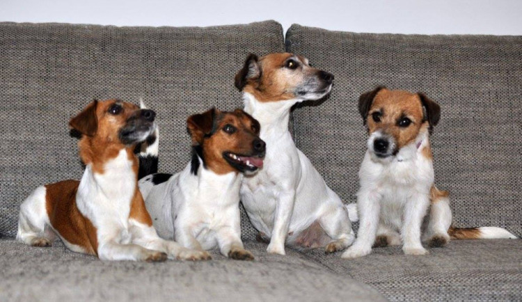 Fenky Jack Russell teriéra