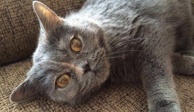 Sally, jedna ze svěřenkyň sdružení Kočky České Budějovice