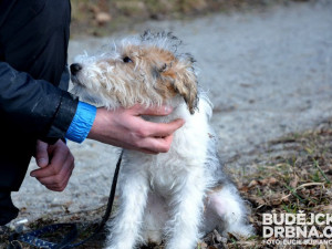 Učitel, chovatel, výcvikář, majitel a provozovatel Psí školy U mě Ivo Laštovka