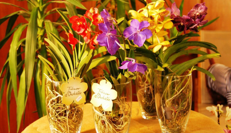 Orchideje lákaly i v loňském roce