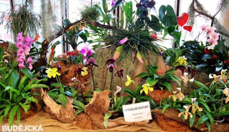 Krokodýli ozvláštňují letošní výstavu orchidejí v Metropolu