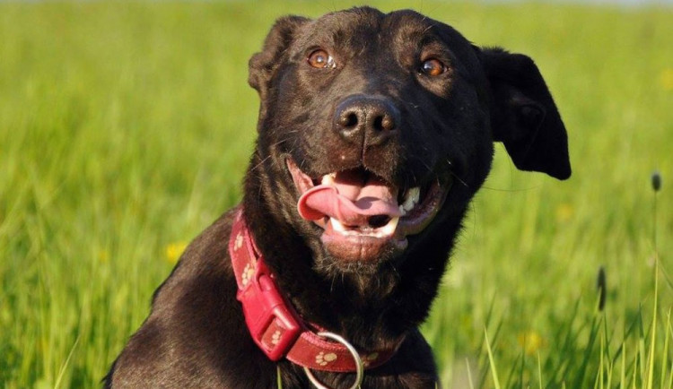 Kříženec pitbulteriera