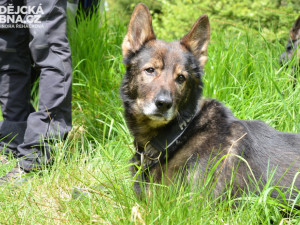 Na Šumavě se konal nelegální závod, záchranné složky hledaly ztracené cyklisty