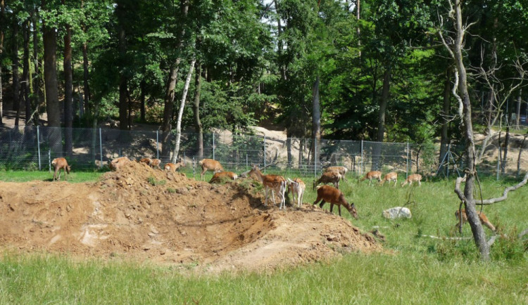 Táborská zoo po půlroce obnoví provoz, vstup je zdarma