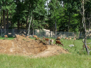 Táborská zoo po půlroce obnoví provoz, vstup je zdarma