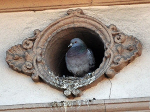 Monitoring holubů