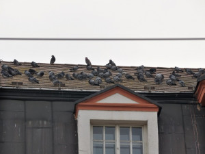 Monitoring holubů