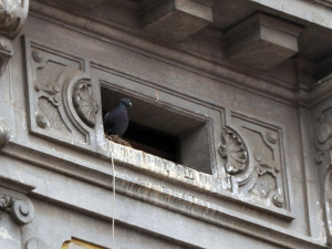 Monitoring holubů