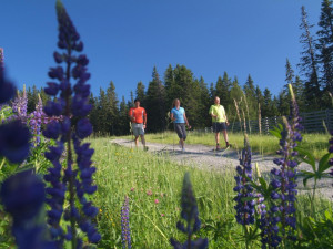 Na Hornoplánsku bylo otevřeno šest okruhů pro Nordic Walking