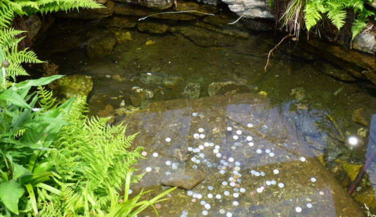 Kvůli nedostatku vody vyschnul přítok k Pramenům Vltavy