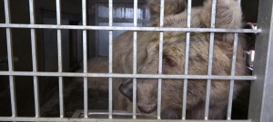Hluboká získala vzácné medvědy z Tádžikistánu. Do výběhu se poprvé podívají zítra