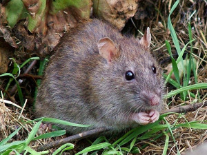 V září proběhne deratizace potkanů