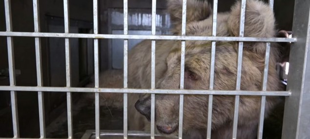 Samice medvěda plavého