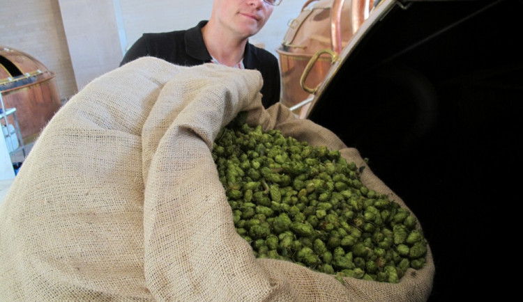 Petr Košin sype čerstvý chmel do várky