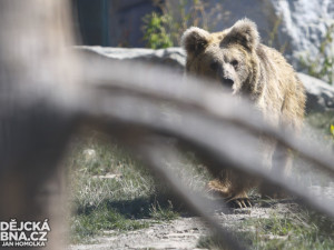 Vypouštění samic medvěda plavého