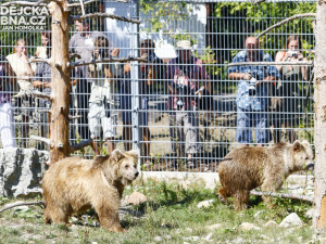 Vypouštění samic medvěda plavého