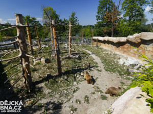 Vypouštění samic medvěda plavého