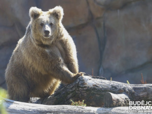 Zimola otočil klikou a vzácné samice medvěda plavého se poprvé podívaly do výběhu