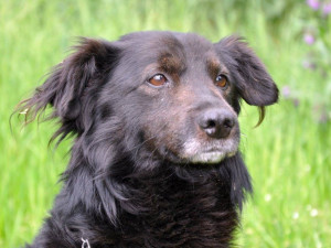 Lidé bez domova si budou moci nechat zdarma naočkovat psa proti vzteklině