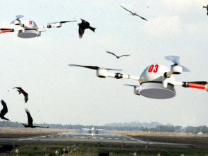 Odborník VŠTE: Letiště by mohly místo dravců hlídat drony