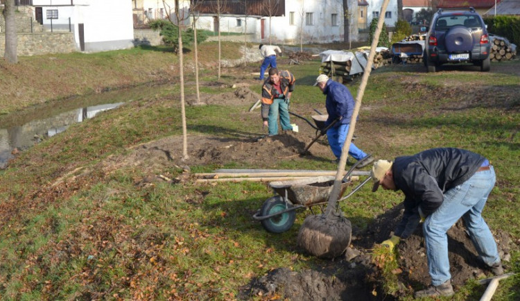 V Netolicích mají novou stromovou alej