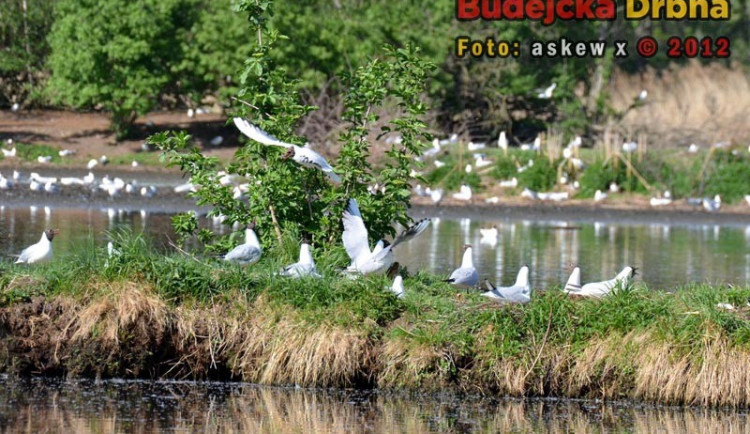 Ilustrační foto Lesy a rybníky města České Budějovice