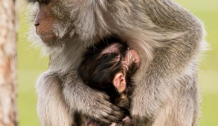 Předčasný vánoční dárek: V ZOO Tábor se narodilo mládě ohroženého makaka