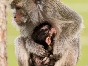 Předčasný vánoční dárek: V ZOO Tábor se narodilo mládě ohroženého makaka