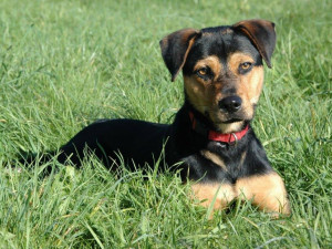 Pohodáři, lenoši i sportovci. V útulku Animal Rescue naleznete momentálně snad všechny typy psů