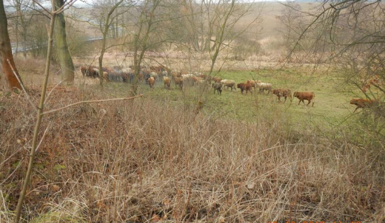 Chovatel z Táborska hledá poslední tři býky ze 180