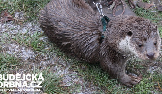 Vydra - ilustrační foto