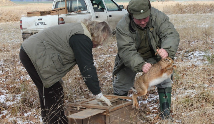 Z elektrárny byli zajíci vypuštěni do temelínských lesů