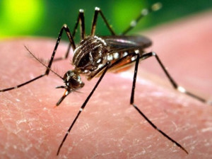 Virus zika dokáže odhalit laboratoř budějcké nemocnice