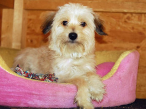 Kříženec zlatá stoka