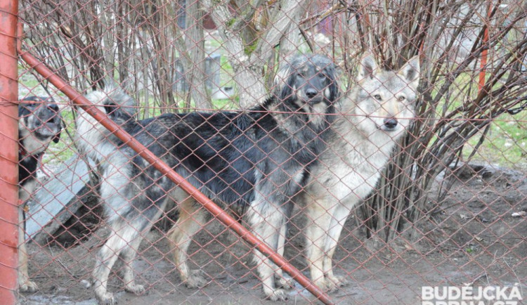 Barbora Velachová chová psy na okraji Českých Budějovic