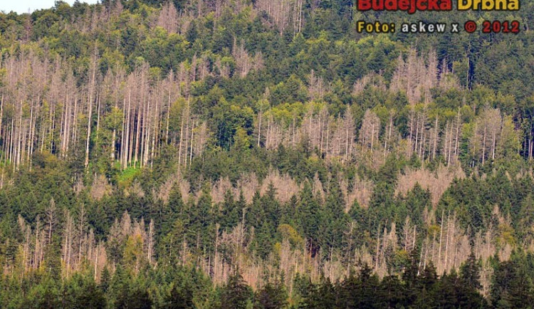 Inspekce dala Národnímu parku Šumava pokutu za kácení u Smrčiny
