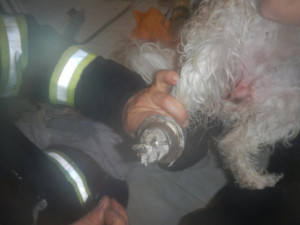 Uvíznutá tlapka psa v odtoku