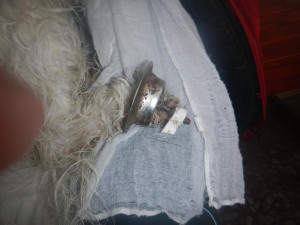 Uvíznutá tlapka psa v odtoku