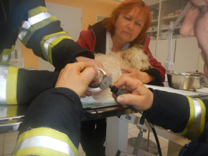 Uvíznutá tlapka psa v odtoku