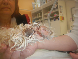 Uvíznutá tlapka psa v odtoku