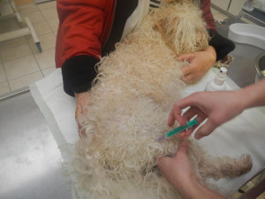 Uvíznutá tlapka psa v odtoku