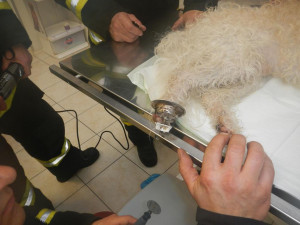 Tlapka pejska uvízla v odtoku sprchy, pomoci mu museli až hasiči